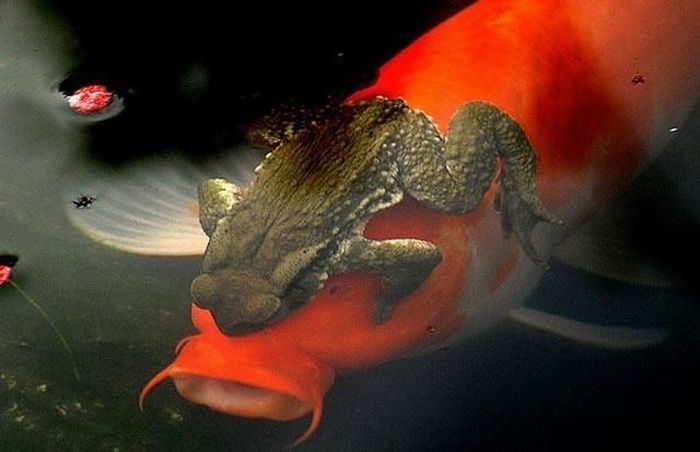 Acid Picdump (138 pics)