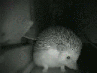 gif_01.gif