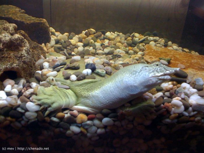An unusual office pet from Russia (4 pics)