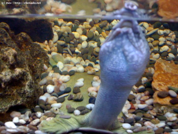 An unusual office pet from Russia (4 pics)