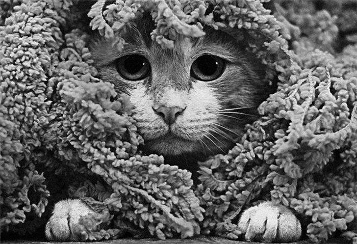 Acid Picdump (109 pics)