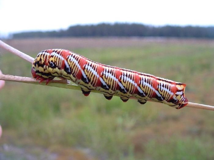 Acid Picdump (109 pics)