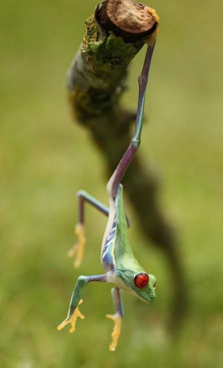 Acid Picdump (109 pics)