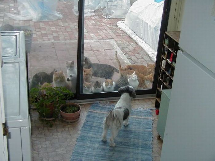 Acid Picdump (109 pics)