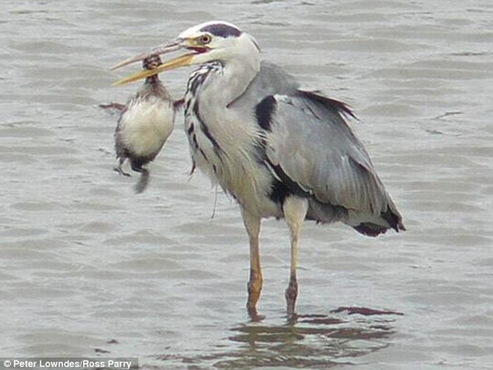 Heron eats a baby coon (4 pics)