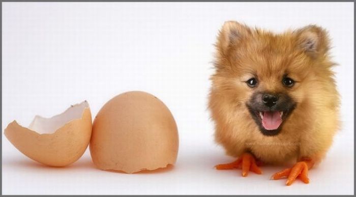 Photo manipulation (52 pics)