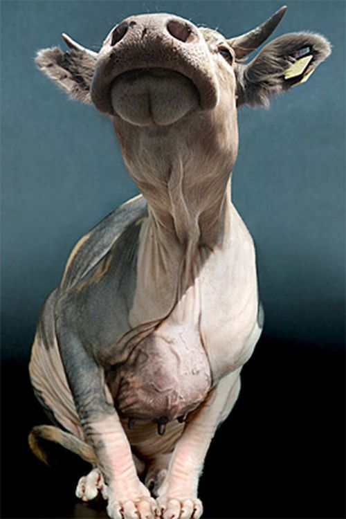 Photo manipulation (52 pics)