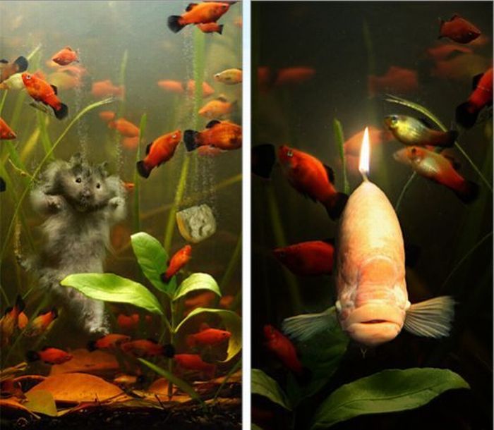 Photo manipulation (52 pics)