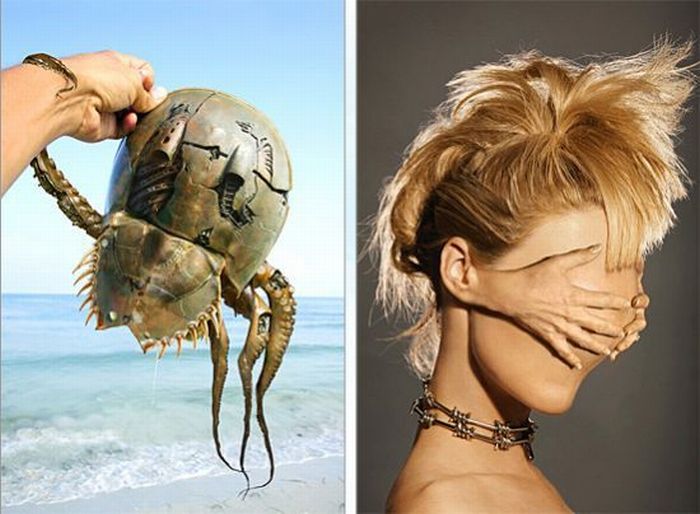 Photo manipulation (52 pics)