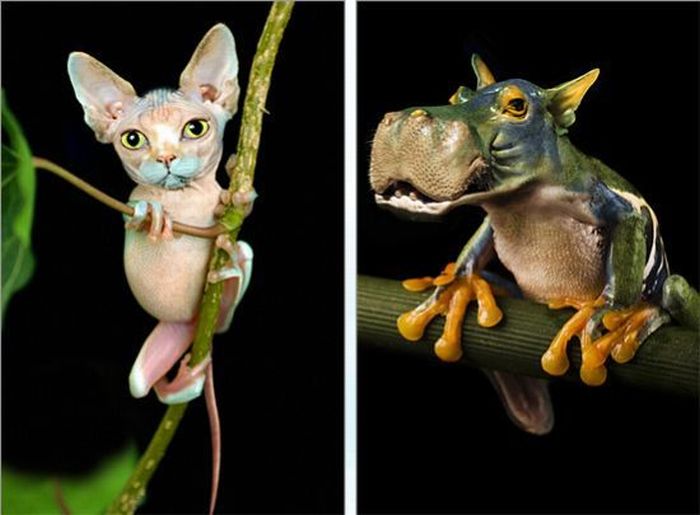 Photo manipulation (52 pics)