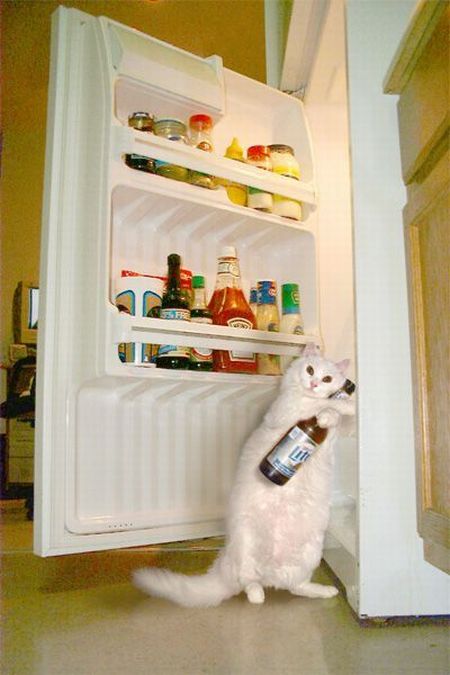 Acid Picdump (133 pics)