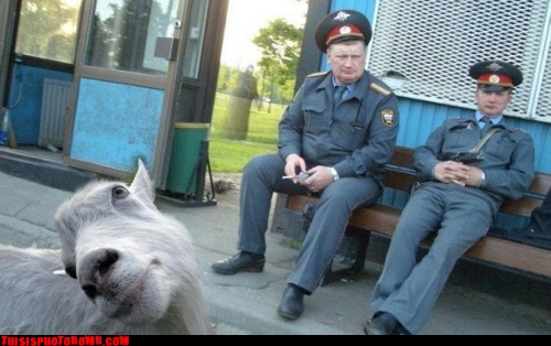 Photobombs (78 pics)