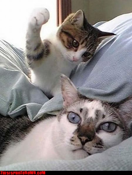 Photobombs (78 pics)