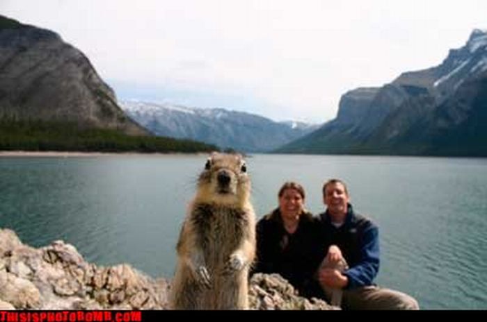 Photobombs (78 pics)