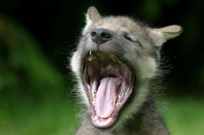 Yawning Animals. Part 2 (38 pics)