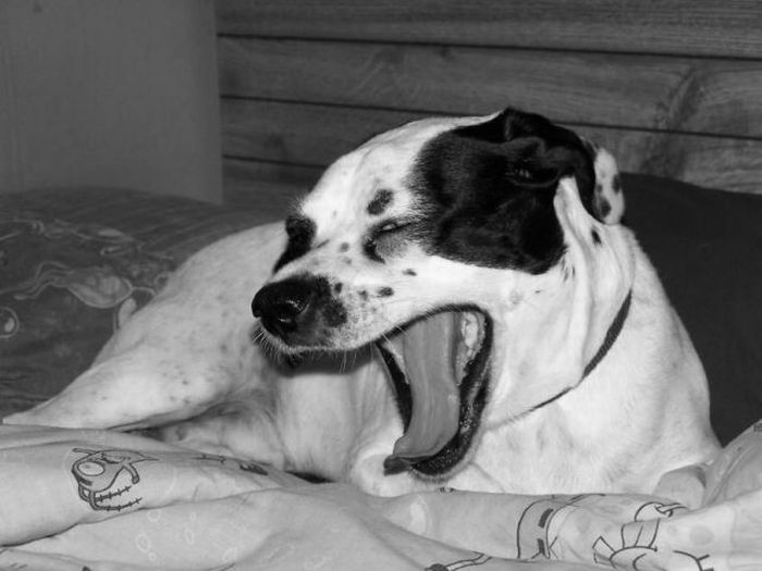 Yawning Animals. Part 2 (38 pics)