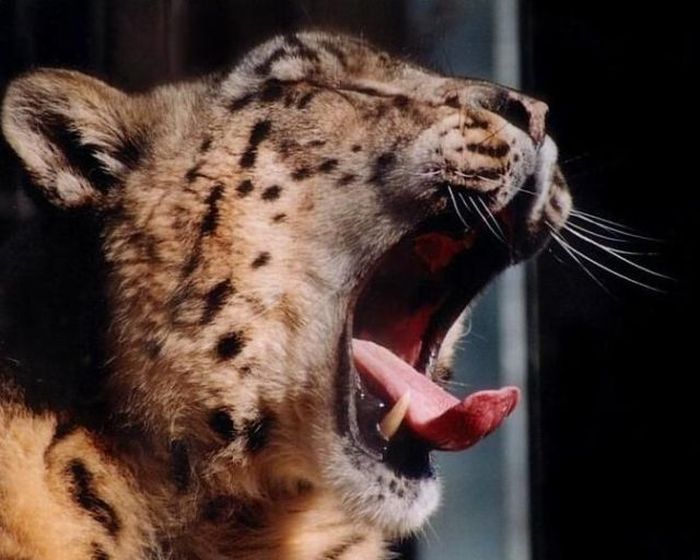 Yawning Animals. Part 2 (38 pics)
