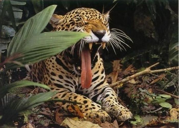 Yawning Animals. Part 2 (38 pics)