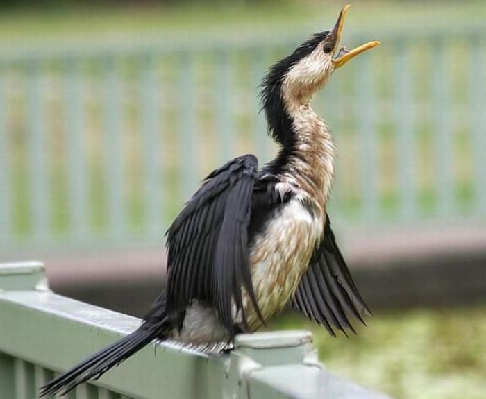 Yawning Animals. Part 2 (38 pics)