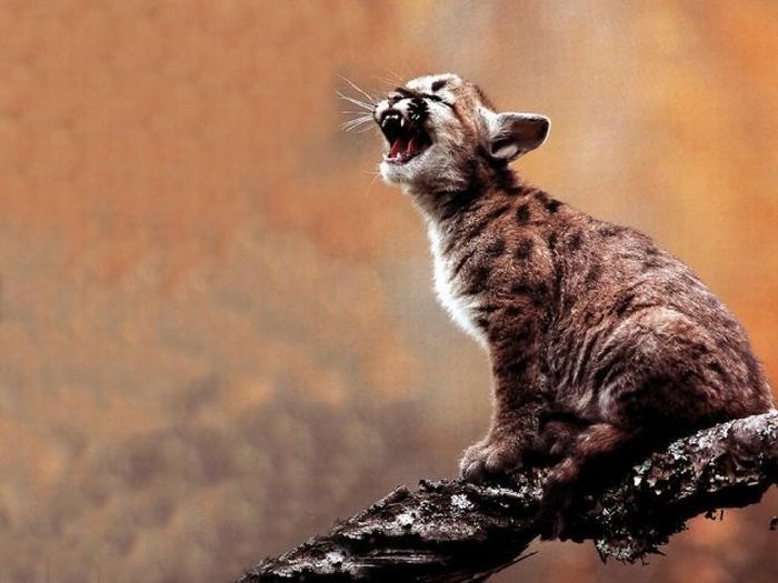 Yawning Animals. Part 2 (38 pics)