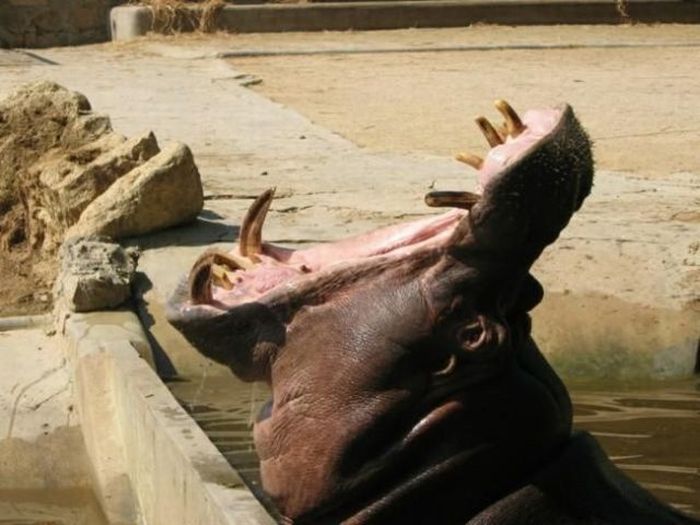 Yawning Animals. Part 2 (38 pics)