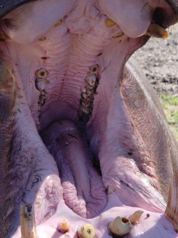 Yawning Animals. Part 2 (38 pics)