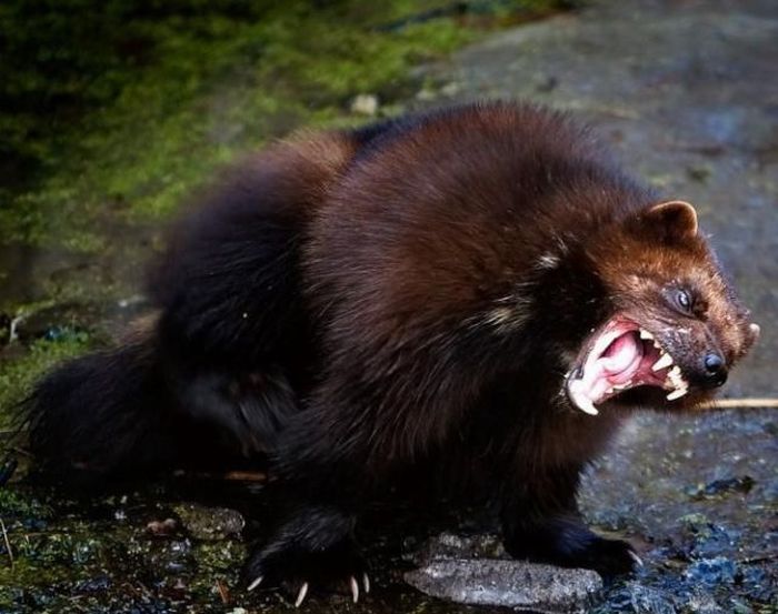 Yawning Animals. Part 2 (38 pics)