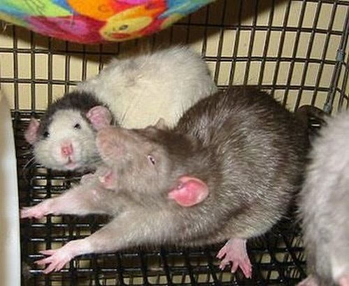 Yawning Animals. Part 2 (38 pics)