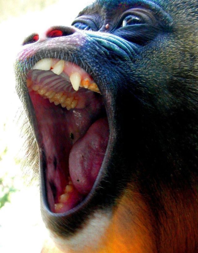 Yawning Animals. Part 2 (38 pics)