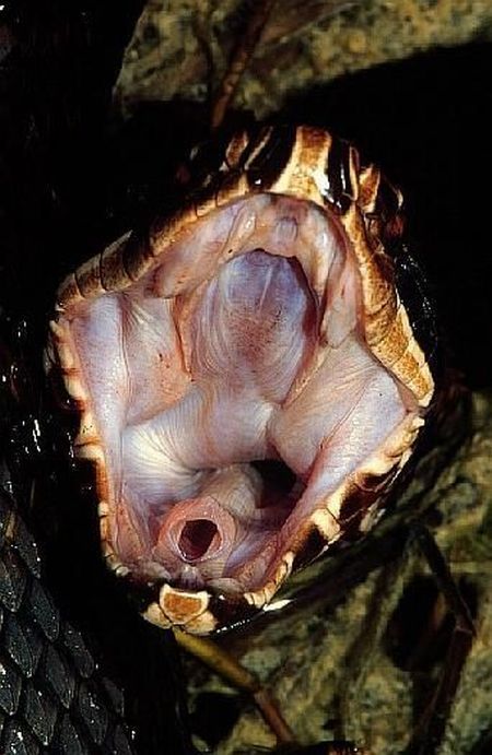 Yawning Animals. Part 2 (38 pics)