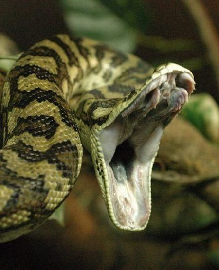 Yawning Animals. Part 2 (38 pics)