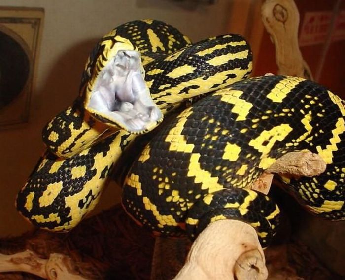 Yawning Animals. Part 2 (38 pics)