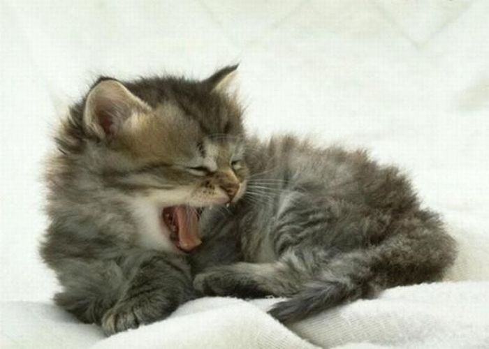 Yawning Animals. Part 2 (38 pics)