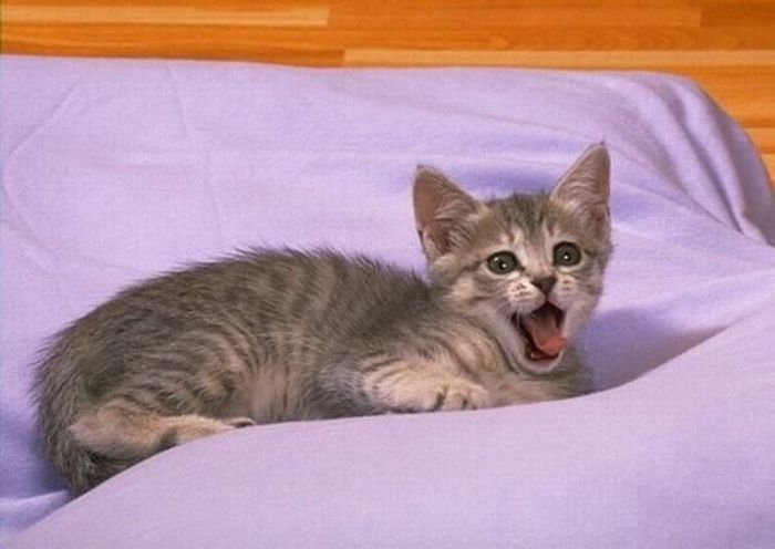 Yawning Animals. Part 2 (38 pics)