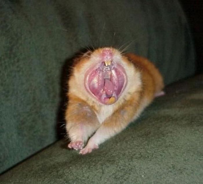 Yawning Animals. Part 2 (38 pics)