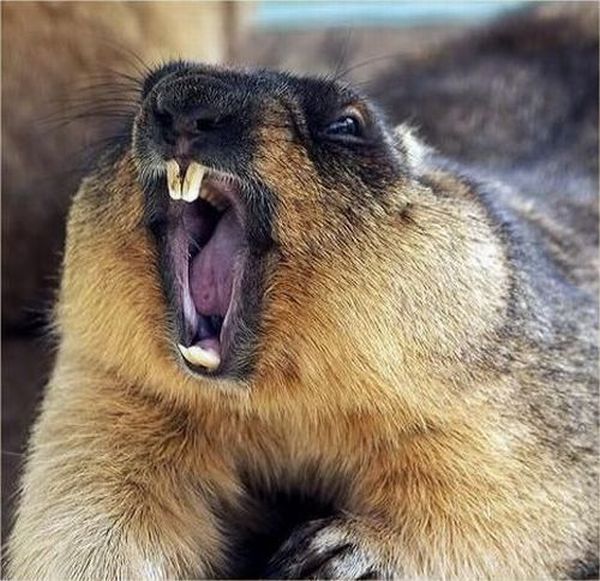 Yawning Animals. Part 2 (38 pics)