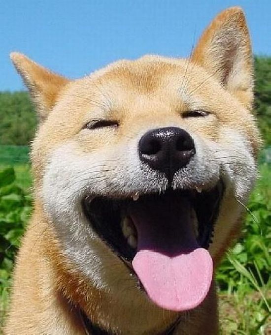 Yawning Animals. Part 2 (38 pics)