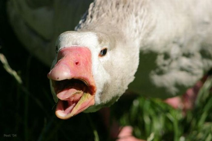 Yawning Animals. Part 2 (38 pics)