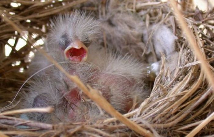 Yawning Animals. Part 2 (38 pics)
