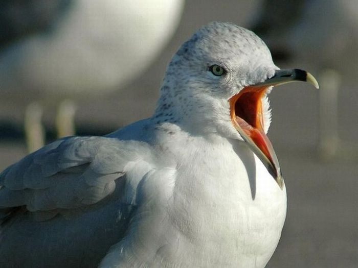 Yawning Animals. Part 2 (38 pics)