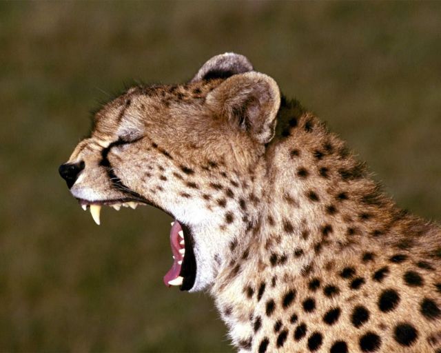 Yawning Animals. Part 2 (38 pics)