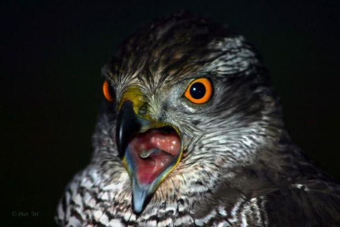 Yawning Animals. Part 2 (38 pics)