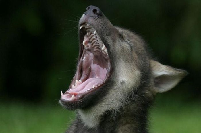 Yawning Animals. Part 2 (38 pics)