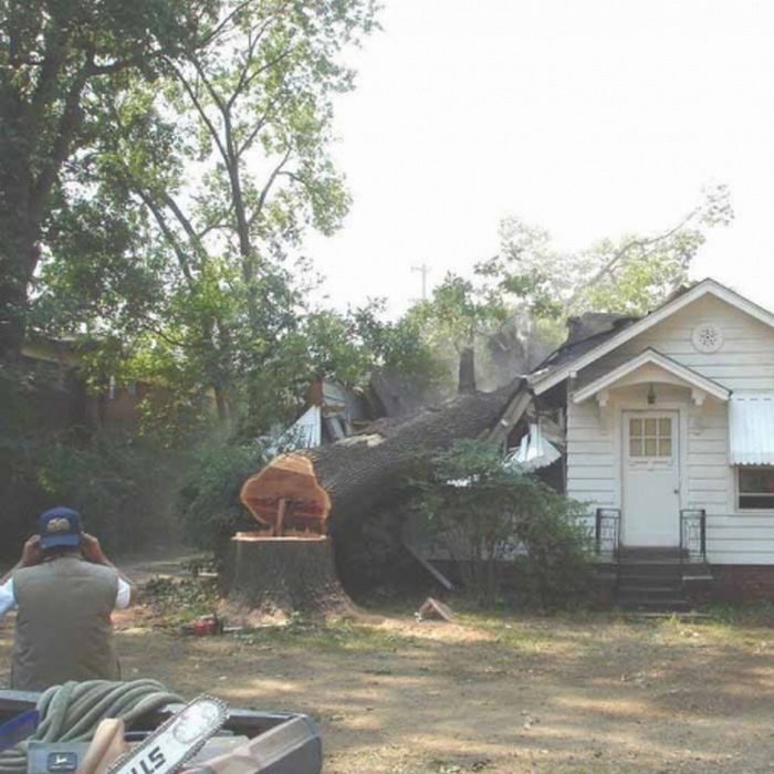 How not to saw a tree down (5 pics)