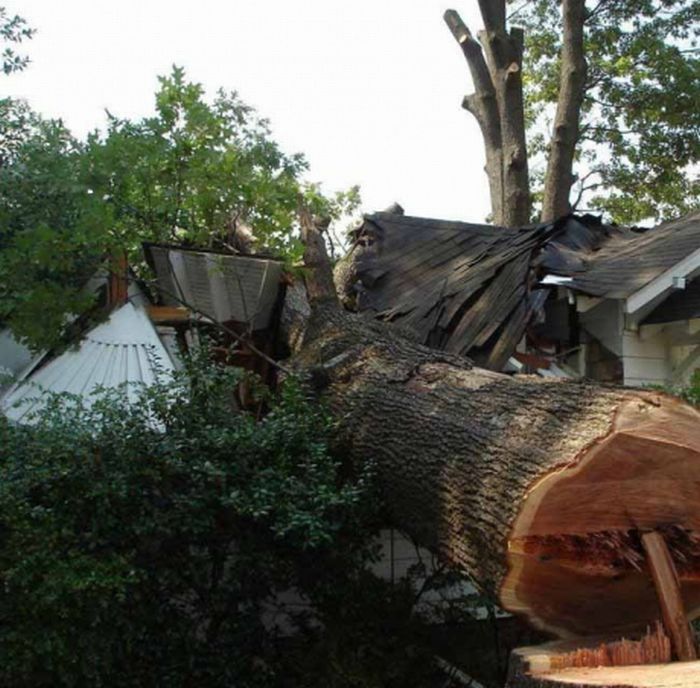 How not to saw a tree down (5 pics)