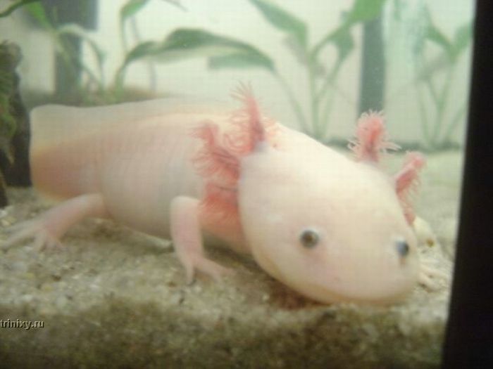 Axolotl. Smiling pets :) (44 pics)