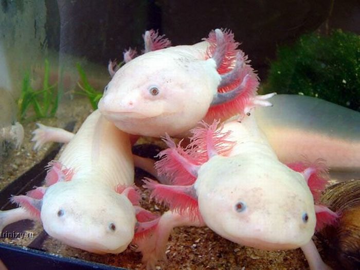 Axolotl. Smiling pets :) (44 pics)