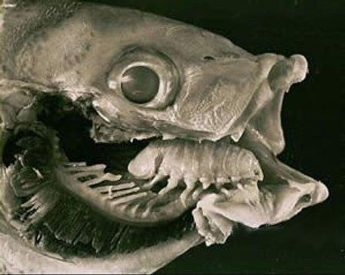Cymothoa exigua - weird parasite (16 pics)