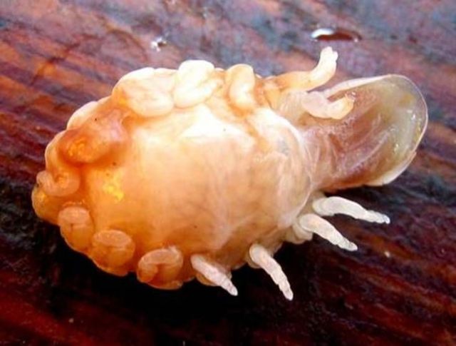 Cymothoa exigua - weird parasite (16 pics)