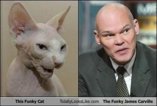 Totally Looks Like (95 pics)